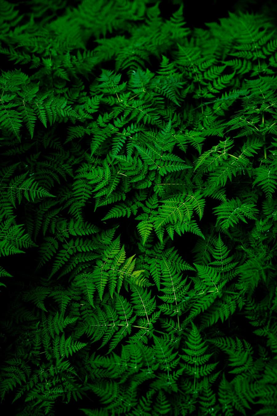 Layered green fern leaves with sharply defined veins
